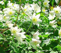 Wood Anemone Nemerosa - Pack of 100 